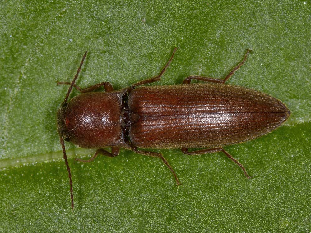 Agriotes litigiosus